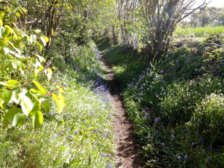 chemin-au-printemps.jpg